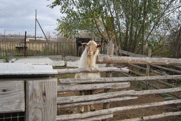 Животные на ферме в поселке Полянный.